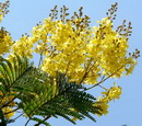 Yellow Bird of Paradise